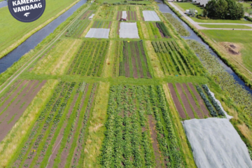 Plek voor nieuwe oogstaandeelhouders bij zelfoogsttuin Kamerik!